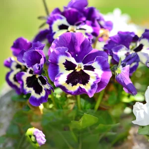 Purple Violet Pansy Viola Seeds - 25 Seeds - Cold & Draft Resistant, Open-Pollinating - Image 9
