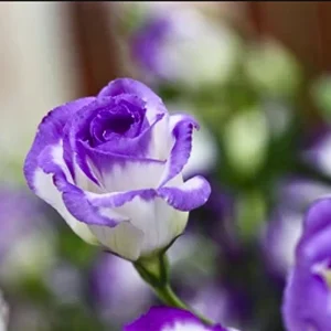 Purple White Hybrid Tea Rose Seeds - 30 Seeds - Bicolor Flower - Perennial - Image 10