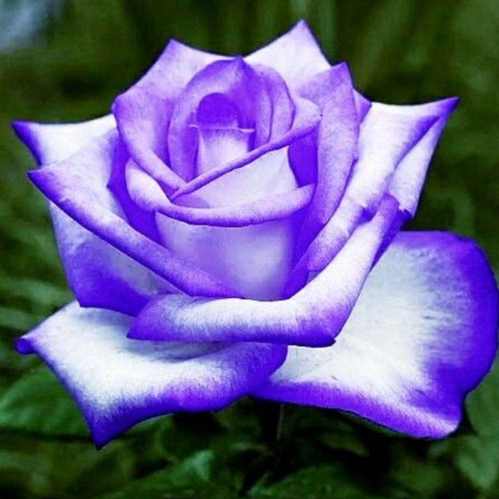 Purple White Hybrid Tea Rose Seeds - 30 Seeds - Bicolor Flower - Perennial - Image 11