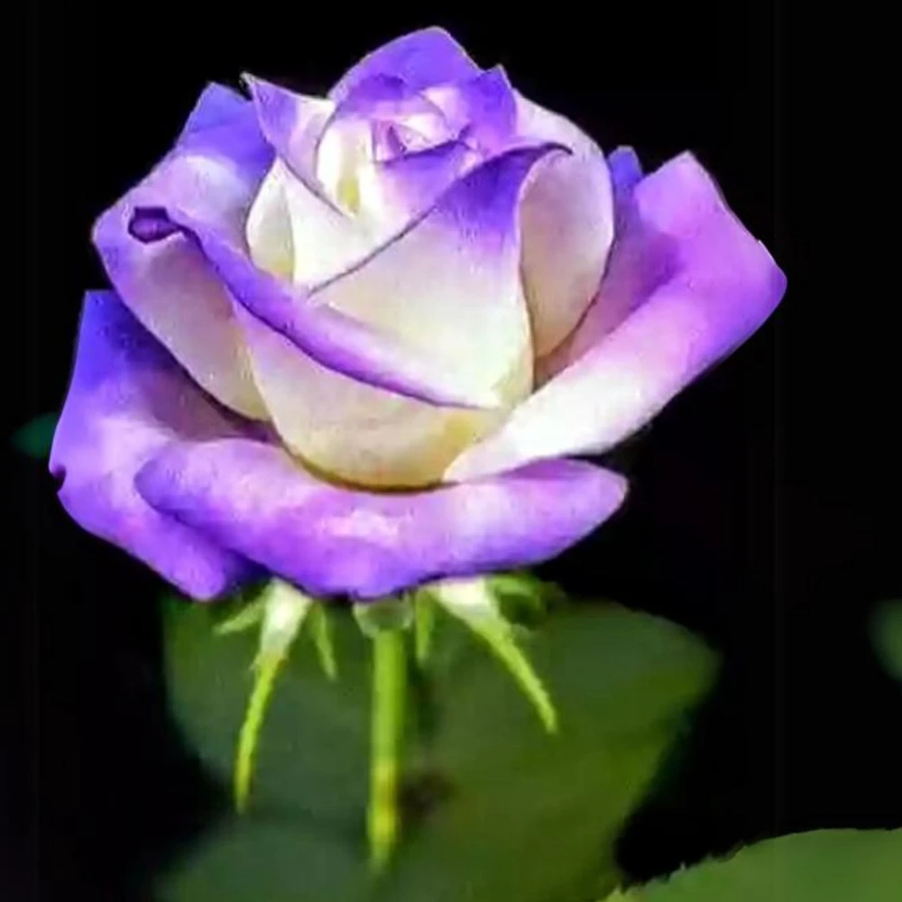 Purple White Hybrid Tea Rose Seeds - 30 Seeds - Bicolor Flower - Perennial - Image 2