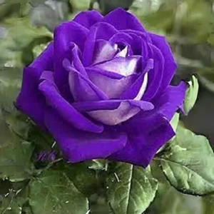 Purple White Hybrid Tea Rose Seeds - 30 Seeds - Bicolor Flower - Perennial - Image 3
