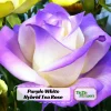 Purple White Hybrid Tea Rose Seeds - 30 Seeds - Bicolor Flower - Perennial - Image 1