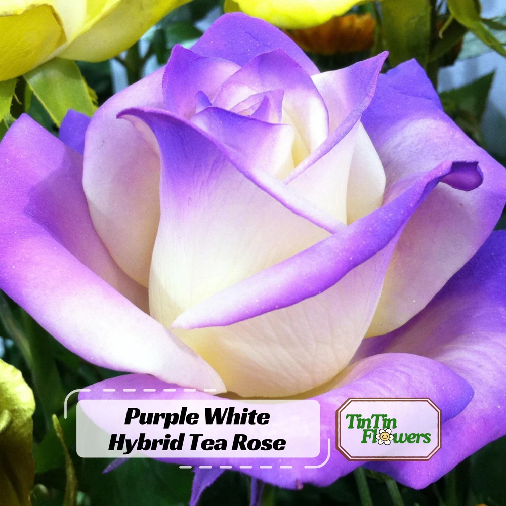 Purple White Hybrid Tea Rose Seeds - 30 Seeds - Bicolor Flower - Perennial - Image 1