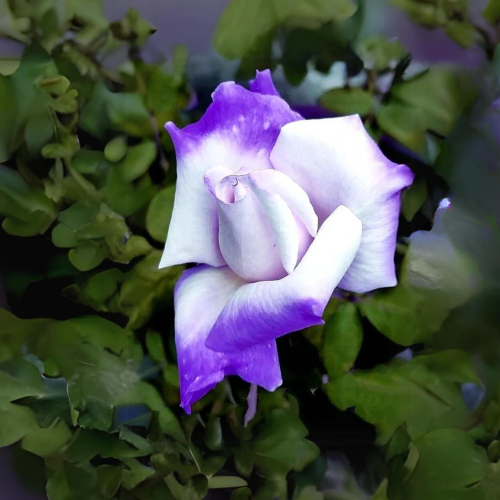 Purple White Hybrid Tea Rose Seeds - 30 Seeds - Bicolor Flower - Perennial - Image 4