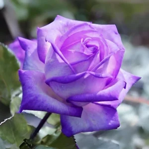 Purple White Hybrid Tea Rose Seeds - 30 Seeds - Bicolor Flower - Perennial - Image 5
