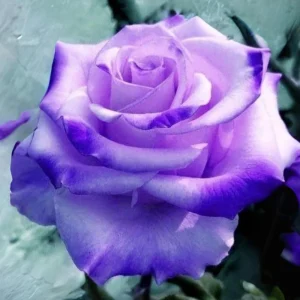 Purple White Hybrid Tea Rose Seeds - 30 Seeds - Bicolor Flower - Perennial - Image 6