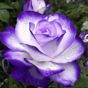 Purple White Hybrid Tea Rose Seeds - 30 Seeds - Bicolor Flower - Perennial - Image 7