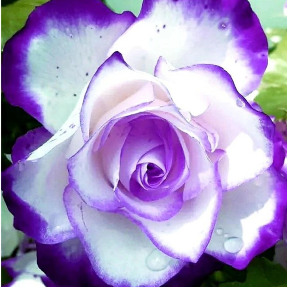 Purple White Hybrid Tea Rose Seeds - 30 Seeds - Bicolor Flower - Perennial - Image 8