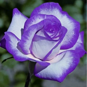 Purple White Hybrid Tea Rose Seeds - 30 Seeds - Bicolor Flower - Perennial - Image 9