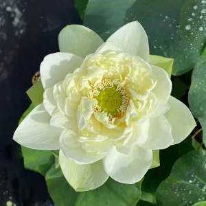 Puzhehei White Lotus Seeds - 5+ Sacred Nelumbo Nucifera Aquatic Plant Seeds - Image 10