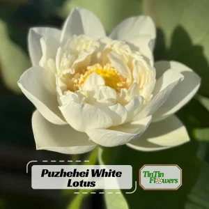 Puzhehei White Lotus Seeds - 5+ Sacred Nelumbo Nucifera Aquatic Plant Seeds - Image 1