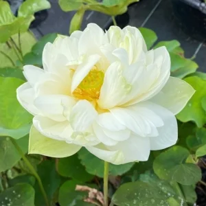 Puzhehei White Lotus Seeds - 5+ Sacred Nelumbo Nucifera Aquatic Plant Seeds - Image 2