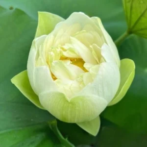 Puzhehei White Lotus Seeds - 5+ Sacred Nelumbo Nucifera Aquatic Plant Seeds - Image 3