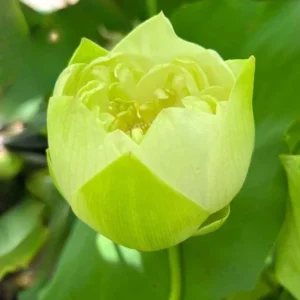Puzhehei White Lotus Seeds - 5+ Sacred Nelumbo Nucifera Aquatic Plant Seeds - Image 4