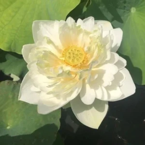 Puzhehei White Lotus Seeds - 5+ Sacred Nelumbo Nucifera Aquatic Plant Seeds - Image 5