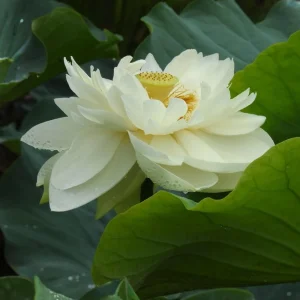 Puzhehei White Lotus Seeds - 5+ Sacred Nelumbo Nucifera Aquatic Plant Seeds - Image 6