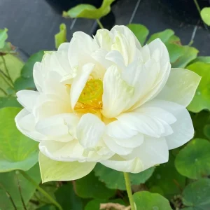 Puzhehei White Lotus Seeds - 5+ Sacred Nelumbo Nucifera Aquatic Plant Seeds - Image 7