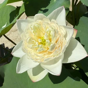 Puzhehei White Lotus Seeds - 5+ Sacred Nelumbo Nucifera Aquatic Plant Seeds - Image 8