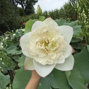 Puzhehei White Lotus Seeds - 5+ Sacred Nelumbo Nucifera Aquatic Plant Seeds - Image 9