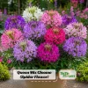 Queen Mix Cleome Seeds - Mixed Spider Flower Blooms - Tall Annual - 20 Seeds - Image 1