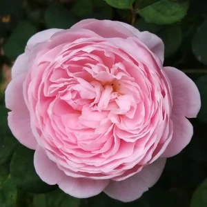 Queen of Sweden English Rose Seeds - 30 Seeds - Soft Blush Pink Double Blooms - Perennial Outdoor - Image 2