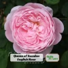 Queen of Sweden English Rose Seeds - 30 Seeds - Soft Blush Pink Double Blooms - Perennial Outdoor - Image 1