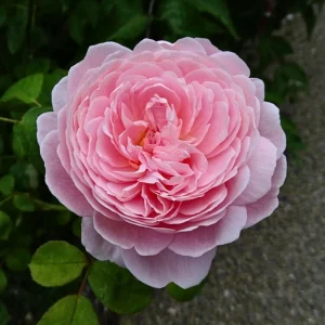 Queen of Sweden English Rose Seeds - 30 Seeds - Soft Blush Pink Double Blooms - Perennial Outdoor - Image 3
