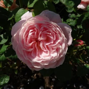 Queen of Sweden English Rose Seeds - 30 Seeds - Soft Blush Pink Double Blooms - Perennial Outdoor - Image 4