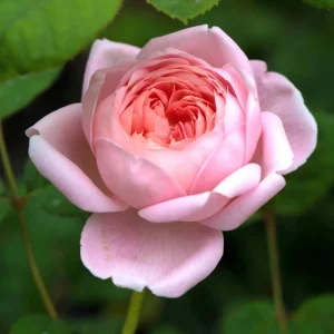 Queen of Sweden English Rose Seeds - 30 Seeds - Soft Blush Pink Double Blooms - Perennial Outdoor - Image 5