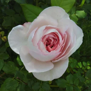 Queen of Sweden English Rose Seeds - 30 Seeds - Soft Blush Pink Double Blooms - Perennial Outdoor - Image 6