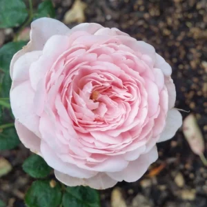 Queen of Sweden English Rose Seeds - 30 Seeds - Soft Blush Pink Double Blooms - Perennial Outdoor - Image 7