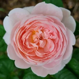Queen of Sweden English Rose Seeds - 30 Seeds - Soft Blush Pink Double Blooms - Perennial Outdoor - Image 8