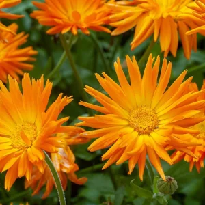 Radio Calendula Seeds - 50 Count - Bright Orange Quilled Petals - Easy Annual Flower for Cottage Gardens - Image 10