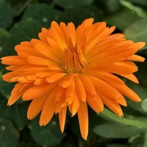 Radio Calendula Seeds - 50 Count - Bright Orange Quilled Petals - Easy Annual Flower for Cottage Gardens - Image 11