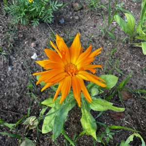 Radio Calendula Seeds - 50 Count - Bright Orange Quilled Petals - Easy Annual Flower for Cottage Gardens - Image 12