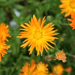 Radio Calendula Seeds - 50 Count - Bright Orange Quilled Petals - Easy Annual Flower for Cottage Gardens - Image 2