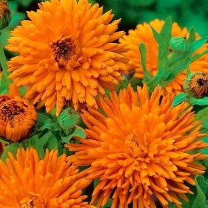 Radio Calendula Seeds - 50 Count - Bright Orange Quilled Petals - Easy Annual Flower for Cottage Gardens - Image 3