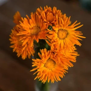 Radio Calendula Seeds - 50 Count - Bright Orange Quilled Petals - Easy Annual Flower for Cottage Gardens - Image 4