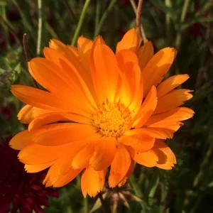 Radio Calendula Seeds - 50 Count - Bright Orange Quilled Petals - Easy Annual Flower for Cottage Gardens - Image 5