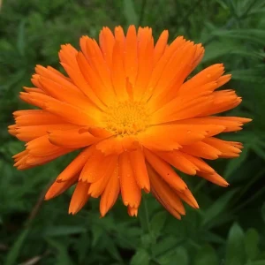 Radio Calendula Seeds - 50 Count - Bright Orange Quilled Petals - Easy Annual Flower for Cottage Gardens - Image 6