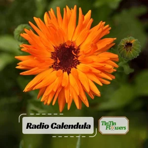 Radio Calendula Seeds - 50 Count - Bright Orange Quilled Petals - Easy Annual Flower for Cottage Gardens - Image 1