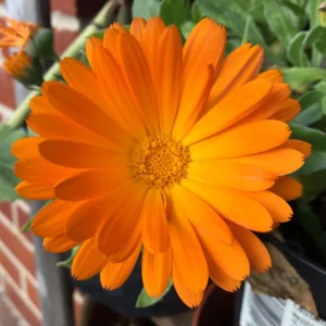 Radio Calendula Seeds - 50 Count - Bright Orange Quilled Petals - Easy Annual Flower for Cottage Gardens - Image 7