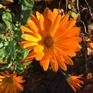 Radio Calendula Seeds - 50 Count - Bright Orange Quilled Petals - Easy Annual Flower for Cottage Gardens - Image 8