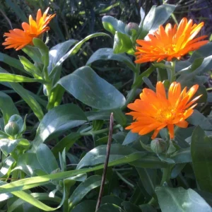 Radio Calendula Seeds - 50 Count - Bright Orange Quilled Petals - Easy Annual Flower for Cottage Gardens - Image 9