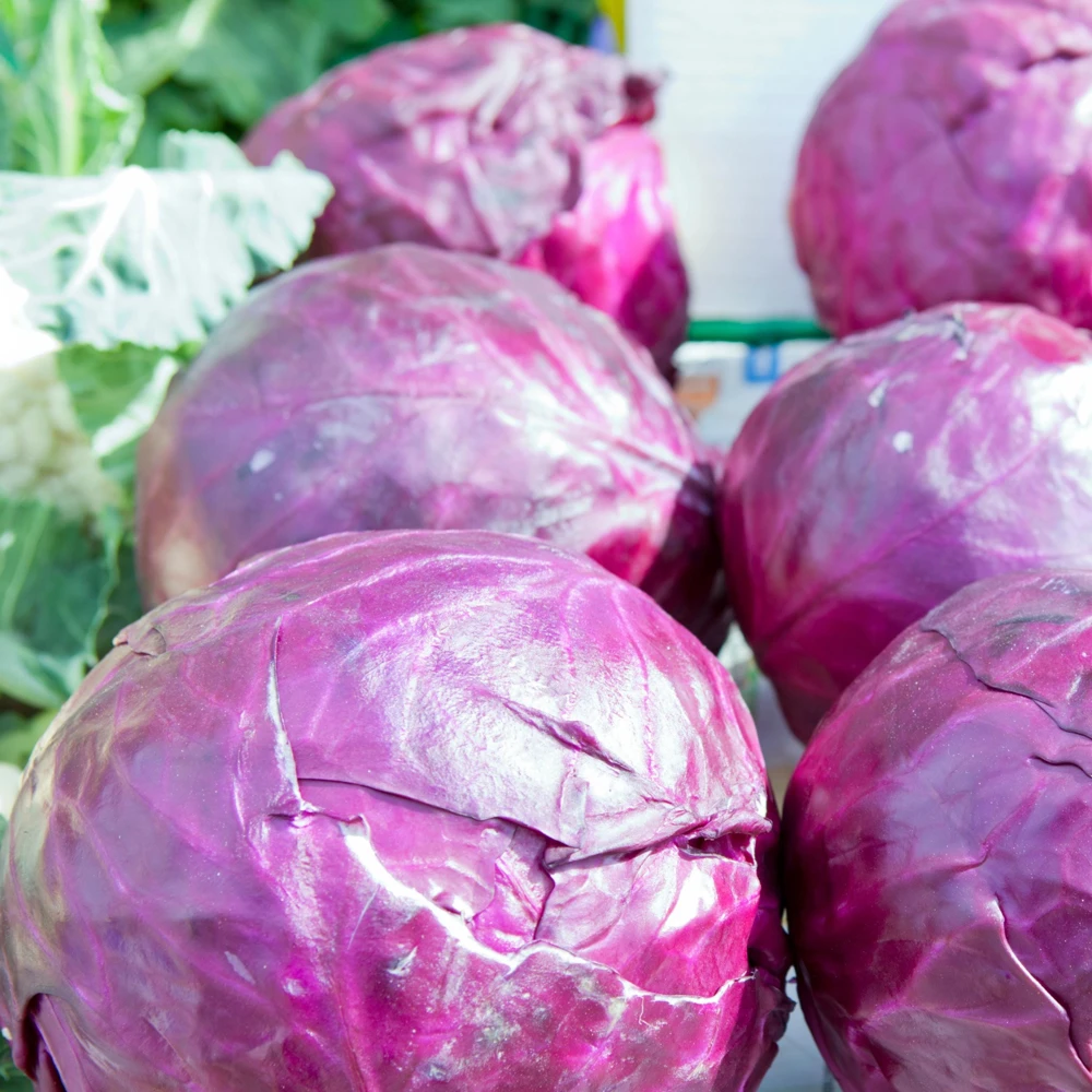 Red Acre Cabbage Seeds - 20 Pack - Heirloom Purple Vegetable for Home Garden - Image 10