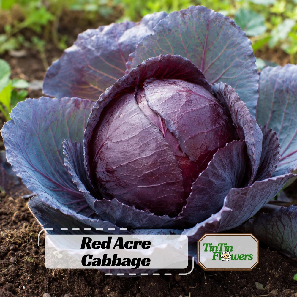 Red Acre Cabbage Seeds - 20 Pack - Heirloom Purple Vegetable for Home Garden - Image 1