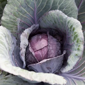 Red Acre Cabbage Seeds - 20 Pack - Heirloom Purple Vegetable for Home Garden - Image 7