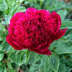 Red Charm Peony Seeds - Perennial Paeonia - 10 Seeds - Attract Butterflies - Image 10