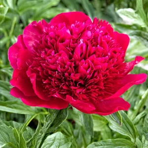 Red Charm Peony Seeds - Perennial Paeonia - 10 Seeds - Attract Butterflies - Image 11