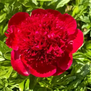 Red Charm Peony Seeds - Perennial Paeonia - 10 Seeds - Attract Butterflies - Image 12